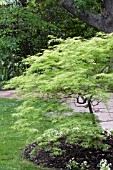 ACER PALMATUM VIRIDIS