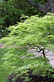 ACER PALMATUM VIRIDIS