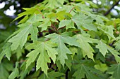 ACER RUBRUM OCTOBER GLORY LEAVES