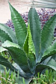 AGAVE FEROX