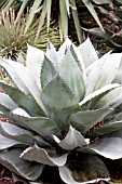 AGAVE OVATIFOLIA WHALES TONGUE AGAVE