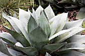 AGAVE OVATIFOLIA WHALES TONGUE AGAVE