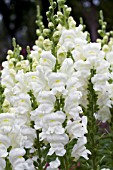 ANTIRRHINUM MAJUS AROMAS FRESH VANILLA