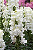 ANTIRRHINUM MAJUS AROMAS FRESH VANILLA