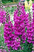 ANTIRRHINUM MAJUS AROMAS ORCHID BLISS