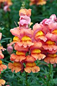 ANTIRRHINUM MAJUS ARROW ORANGE