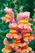 ANTIRRHINUM MAJUS ARROW ORANGE