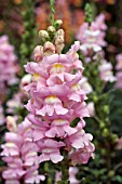 ANTIRRHINUM MAJUS ARROW PINK