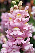 ANTIRRHINUM MAJUS ARROW PINK