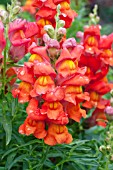 ANTIRRHINUM MAJUS KIM DEEP ORANGE