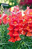 ANTIRRHINUM MAJUS KIM DEEP ORANGE