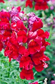 ANTIRRHINUM MAJUS KIM DEEP RED