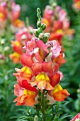 ANTIRRHINUM MAJUS KIM ORANGE BICOLOR