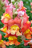 ANTIRRHINUM MAJUS KIM ORANGE BICOLOR