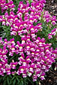 ANTIRRHINUM MAJUS KIM PURPLE WHITE