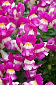 ANTIRRHINUM MAJUS KIM PURPLE WHITE