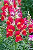 ANTIRRHINUM MAJUS KIM RED WHITE