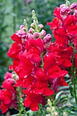 ANTIRRHINUM MAJUS KIM SCARLET