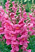 ANTIRRHINUM MAJUS SONNET ROSE