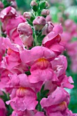 ANTIRRHINUM MAJUS SONNET ROSE