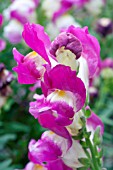 ANTIRRHINUM MAJUS SUN DEVIL ANNIE PURPLE WHITE