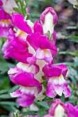 ANTIRRHINUM MAJUS SUN DEVIL ANNIE PURPLE WHITE