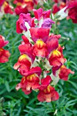 ANTIRRHINUM MAJUS SUN DEVIL ANNIE RED WHITE