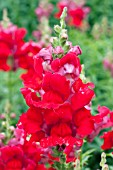 ANTIRRHINUM MAJUS SUN DEVIL ANNIE SCARLET