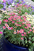 ARGYRANTHEMUM FRUTESCENS MIX IN CONTAINER