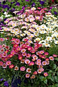 ARGYRANTHEMUM FRUTESCENS MIX IN CONTAINER