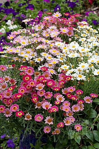 ARGYRANTHEMUM_FRUTESCENS_MIX_IN_CONTAINER