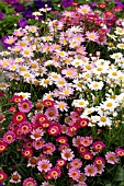 ARGYRANTHEMUM FRUTESCENS MIX IN CONTAINER