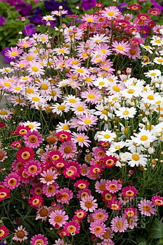 ARGYRANTHEMUM_FRUTESCENS_MIX_IN_CONTAINER