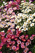 ARGYRANTHEMUM FRUTESCENS MIX IN CONTAINER