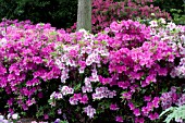 AZALEA MIX PLANTING