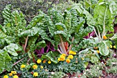 BETA VULGARIS BRIGHT LIGHTS SWISS CHARD