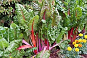 BETA VULGARIS BRIGHT LIGHTS SWISS CHARD