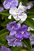 BRUNFELSIA PAUCIFLORA YESTERDAY TODAY TOMORROW