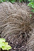 CAREX FLAGILLIFERA AUBURN