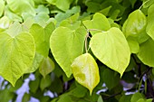 CERCIS HEARTS OF GOLD LEAVES