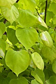 CERCIS HEARTS OF GOLD LEAVES