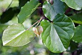 CERCIS OKLAHOMA LEAVES