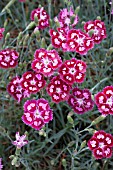 DIANTHUS DESSERT CRANBERRY ICE