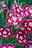 DIANTHUS DESSERT CRANBERRY ICE