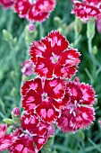 DIANTHUS DESSERT STRAWBERRY SORBET