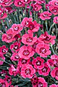 DIANTHUS EASTERN STAR