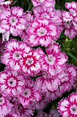 DIANTHUS ELATION PINK BICOLOR