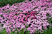 DIANTHUS ELATION PINK BICOLOR