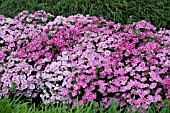 DIANTHUS ELATION PINK BICOLOR