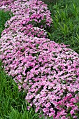 DIANTHUS ELATION PINK BICOLOR